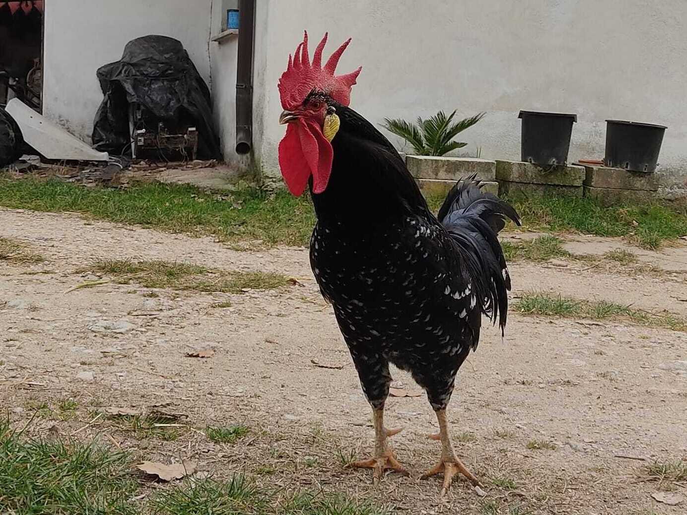 Il Gallo Larino