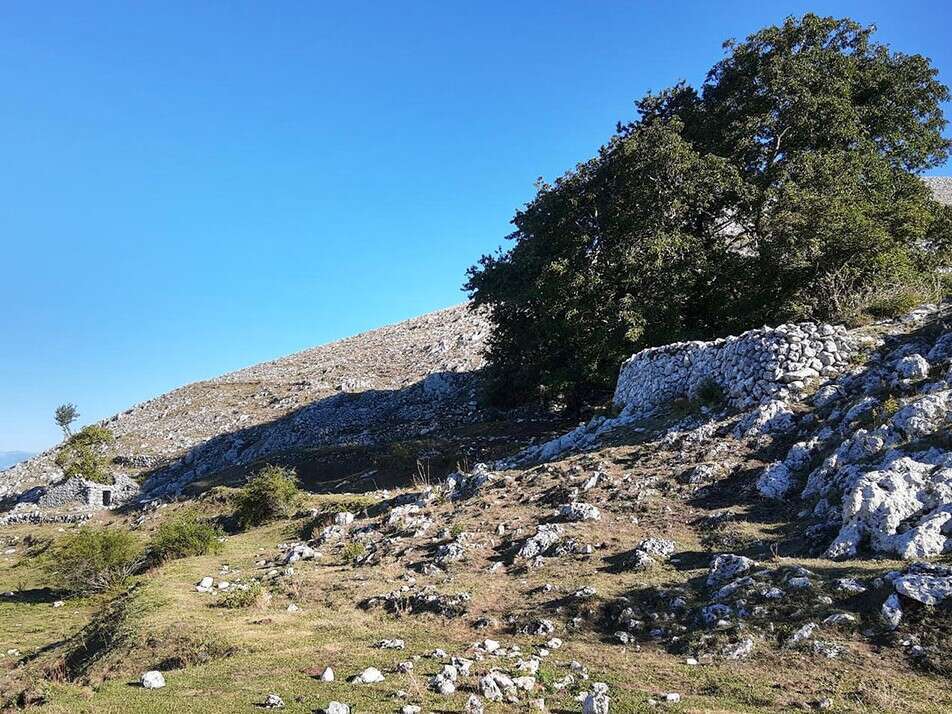 castagneti-e-faggeti-secolari-di-settare-colle-san-magno