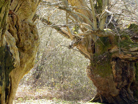 Castagneti e Faggeti Secolari di Settare - Colle San Magno