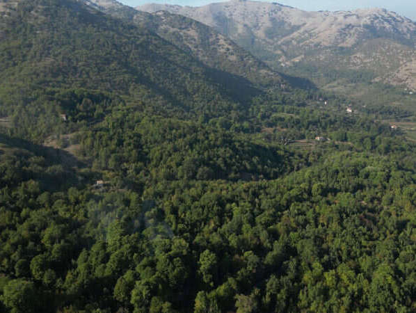 Il Castagneto Monumentale - Terelle