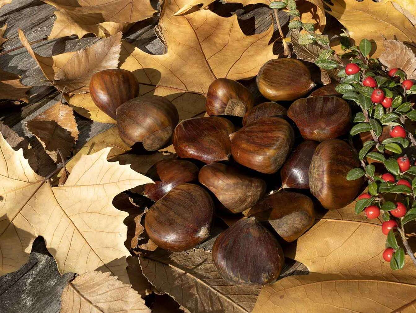 Il Castagneto Monumentale - Terelle