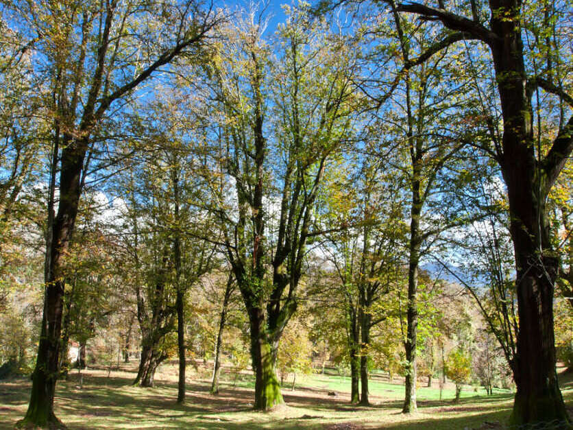 Il Castagneto Monumentale - Terelle