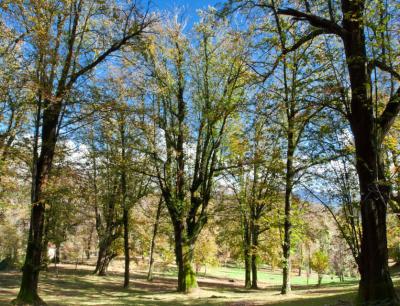 il-castagneto-monumentale-terelle