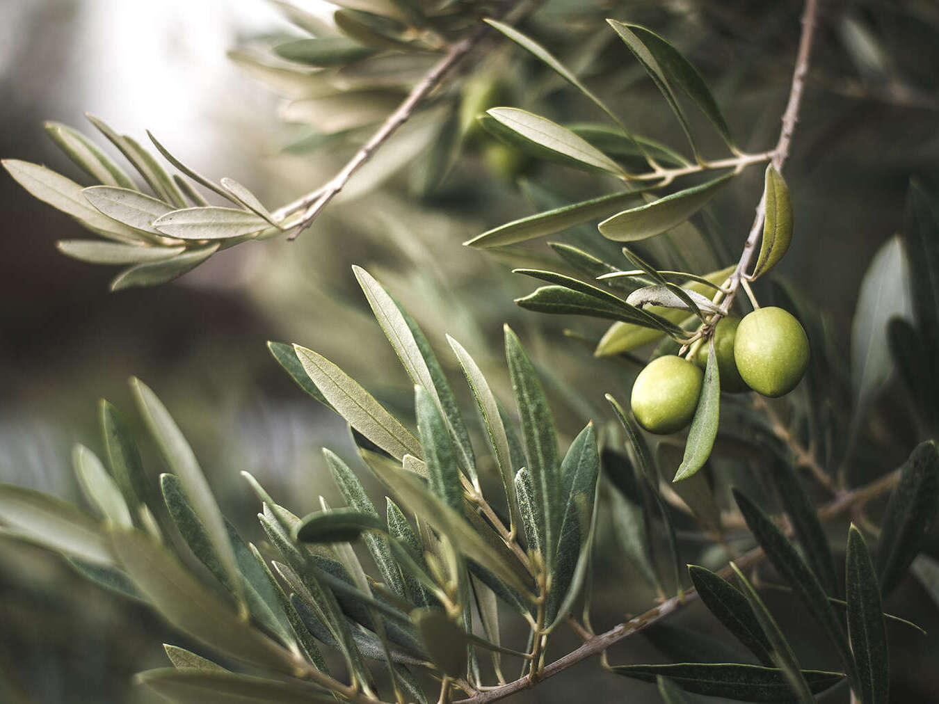 Sant'Elia Fiumerapido
