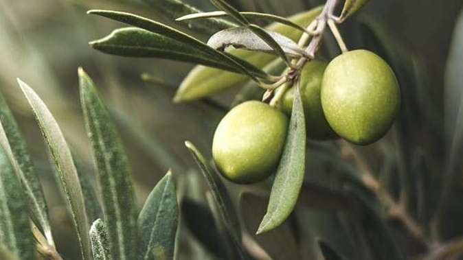 uliveti-sant-elia-fiumerapido