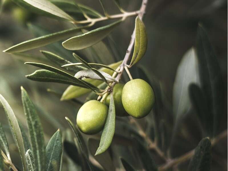 uliveti-sant-elia-fiumerapido