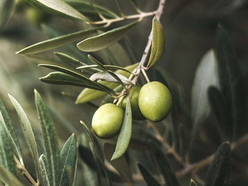 Uliveti - Sant'Elia Fiumerapido