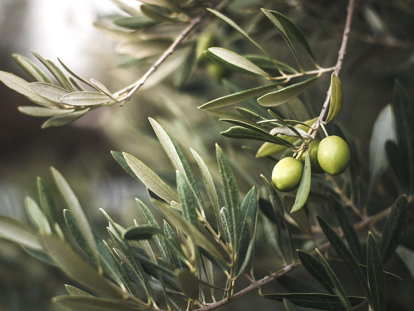 Uliveti - Sant'Elia Fiumerapido