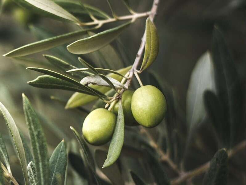 Uliveti - Sant'Elia Fiumerapido