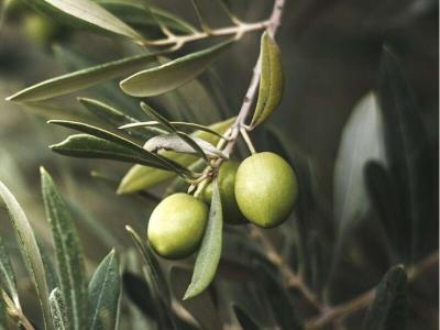 uliveti-sant-elia-fiumerapido